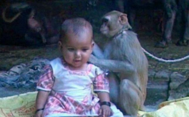 “在生化危机中生存：为什么母乳喂养是养活小猴子的关键策略”